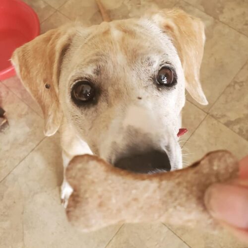 Easy Sweet Potato Dog Bones