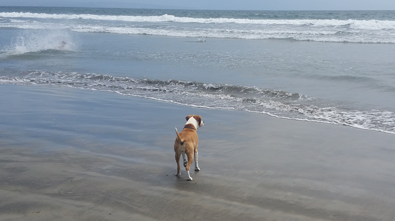 Best Dog Beaches in San Diego