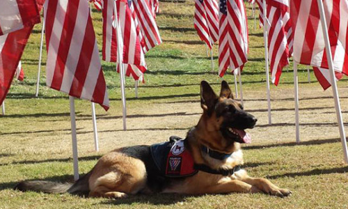 american dog