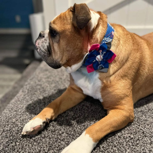 Dog Collars