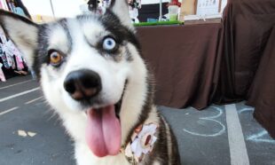 WA Dog friendly events