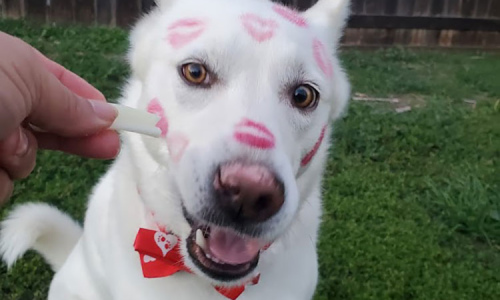 Valentines Day Dog