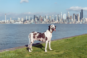 Dog Friendly Events seattle dog