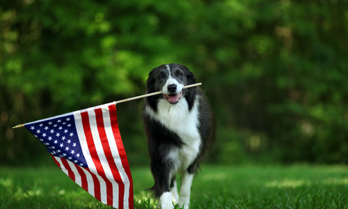 fireworks and dogs
