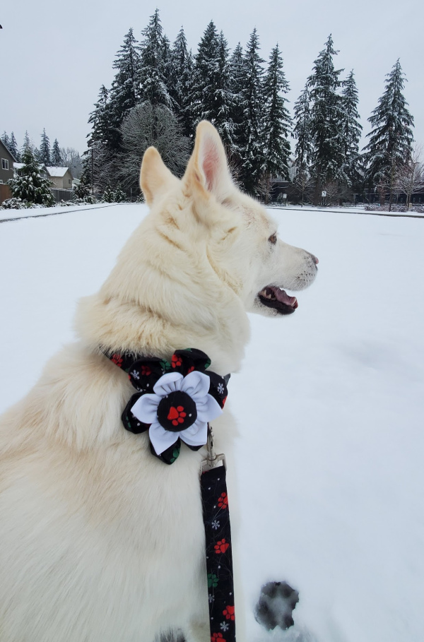 Holiday Dog