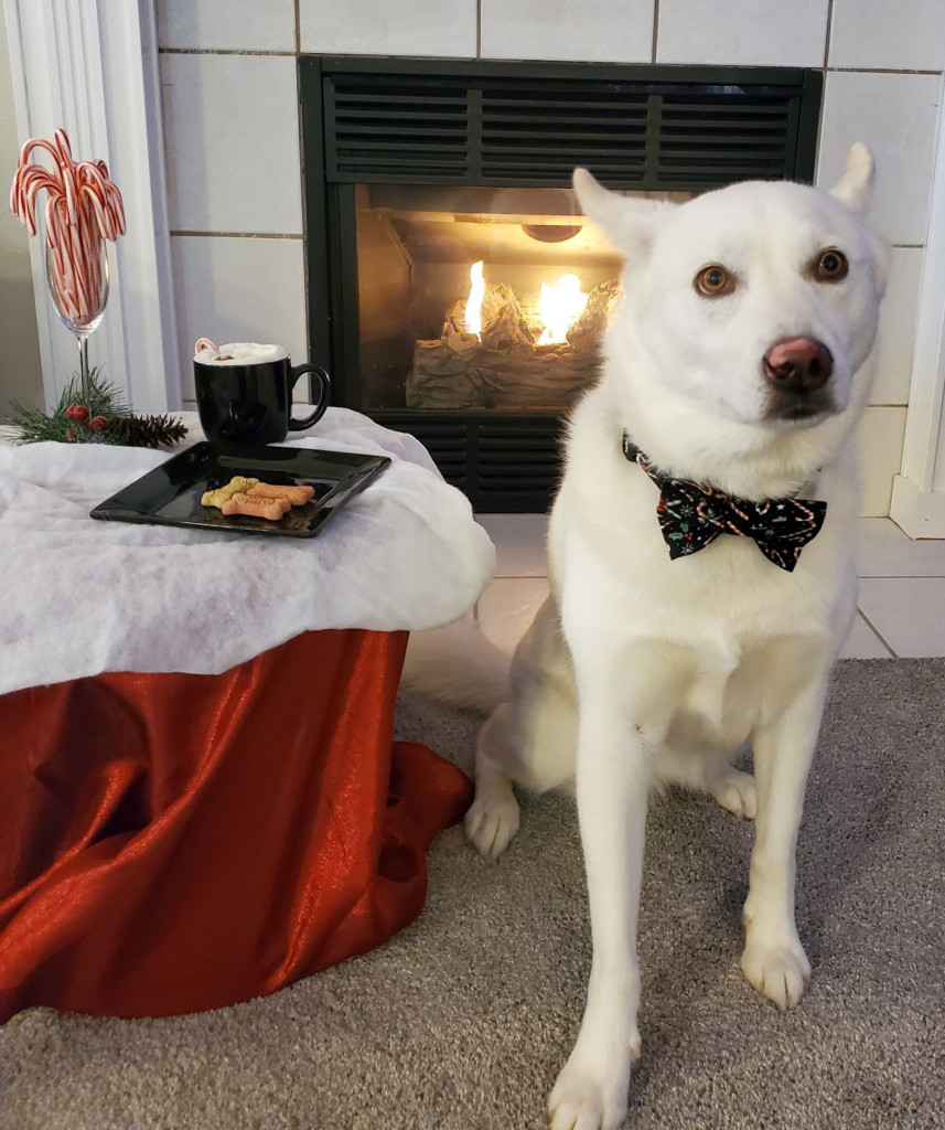 Candy Cane Dog Collar Canine Crazies