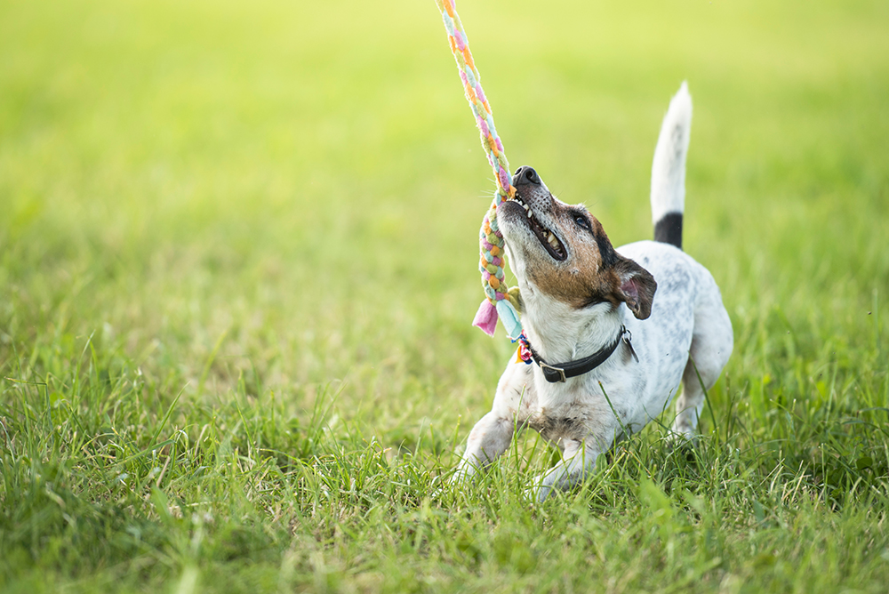 AdobeStock 116283220
